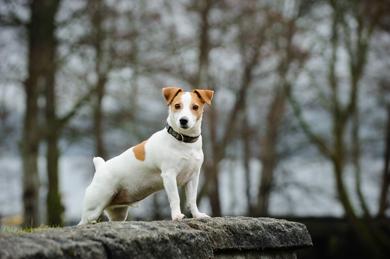how much do jack russells sell for