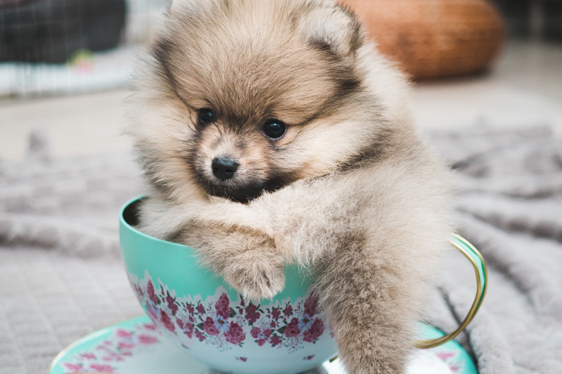 are teacup puppies healthy