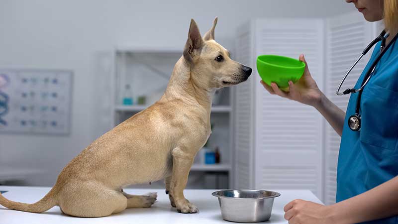 is grain free dog food healthy