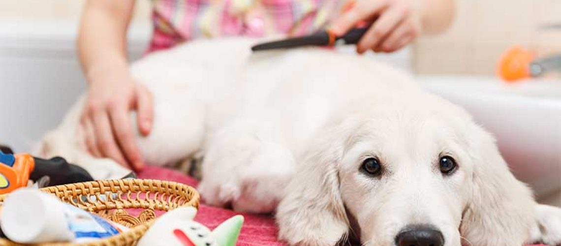 How to groom your dog like an expert